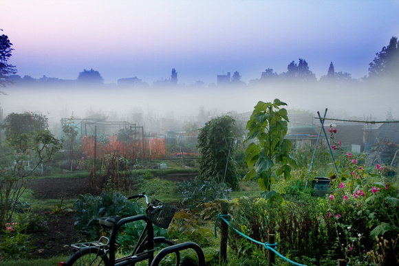 Fulham Allotments on a foggy morning